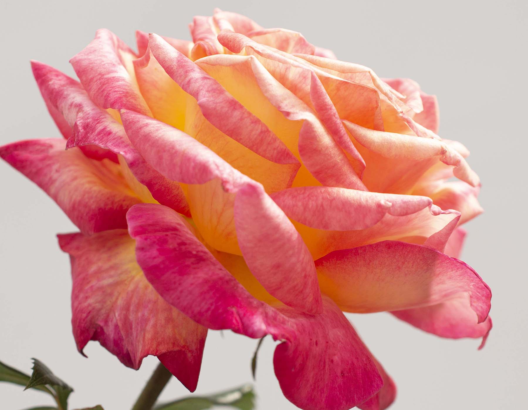 Enchanted Peace Rose