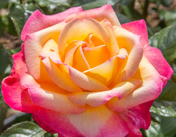 Enchanted Peace Rose