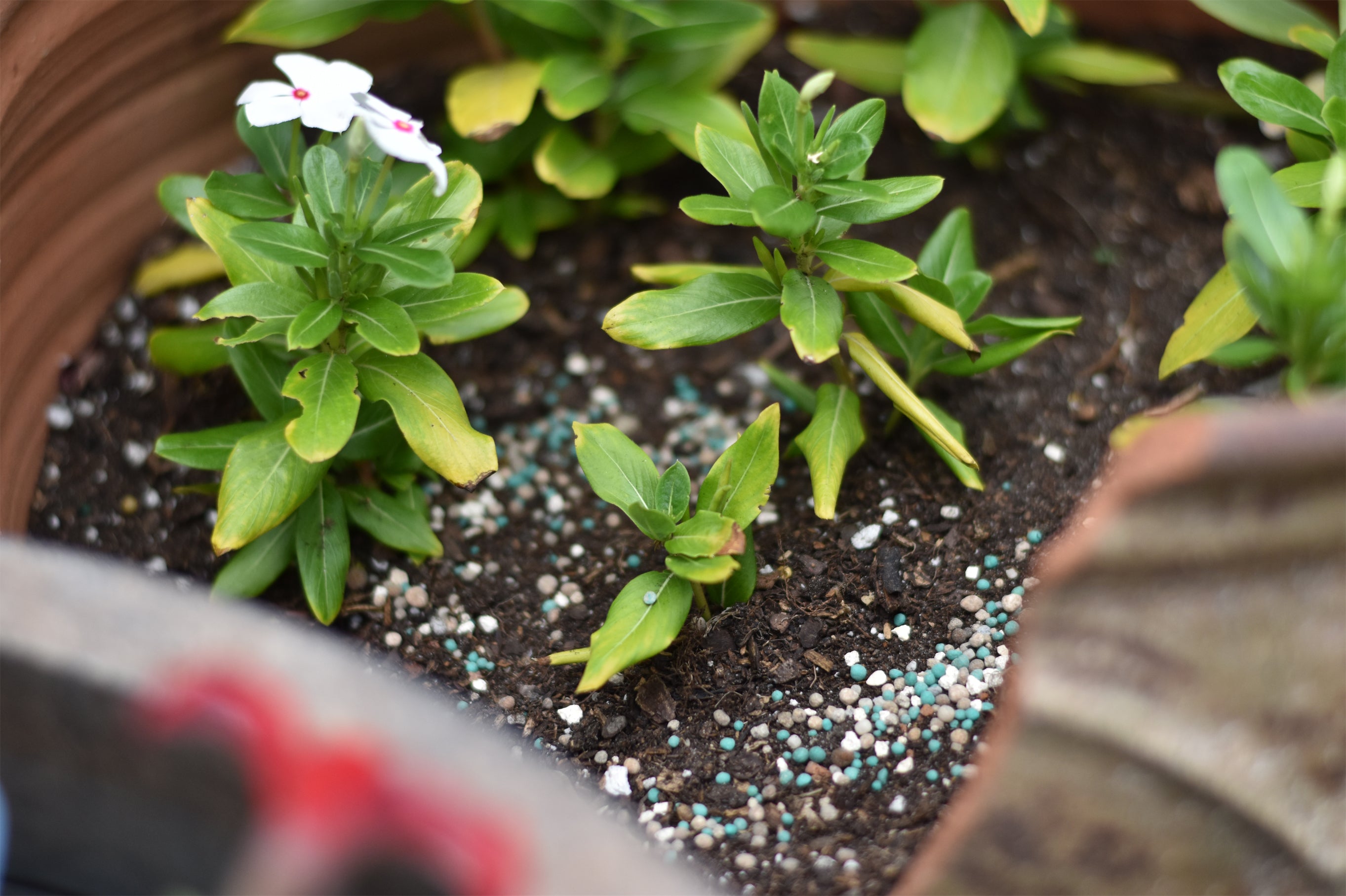 Ready, Set, Grow™ Fertilizer