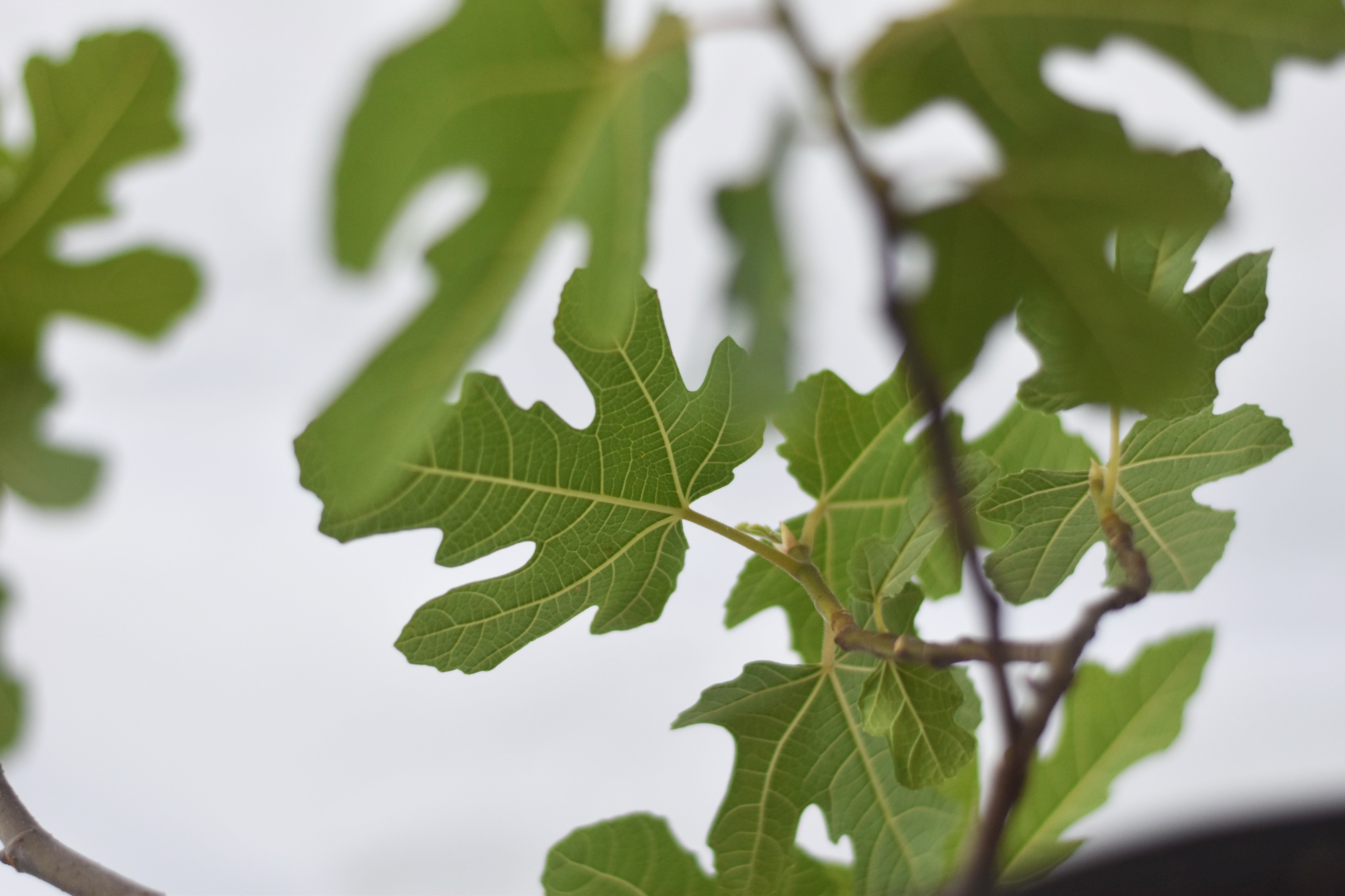 Chicago Hardy Fig Tree