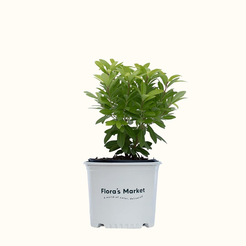 Florida Sunshine Illicium