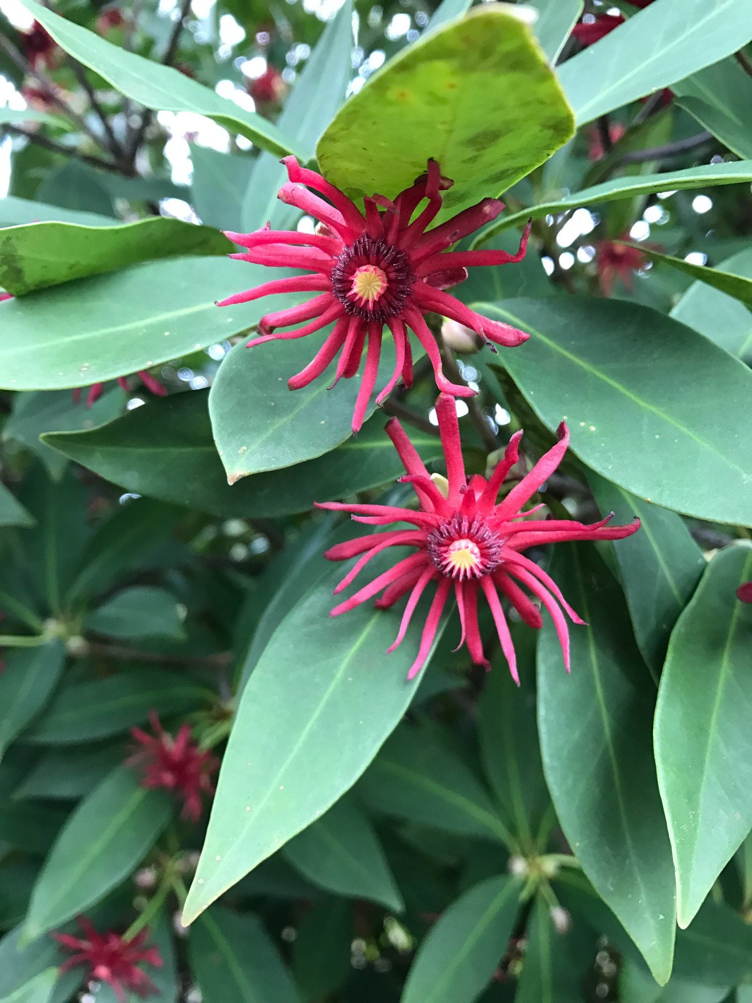 Florida Red Illicium