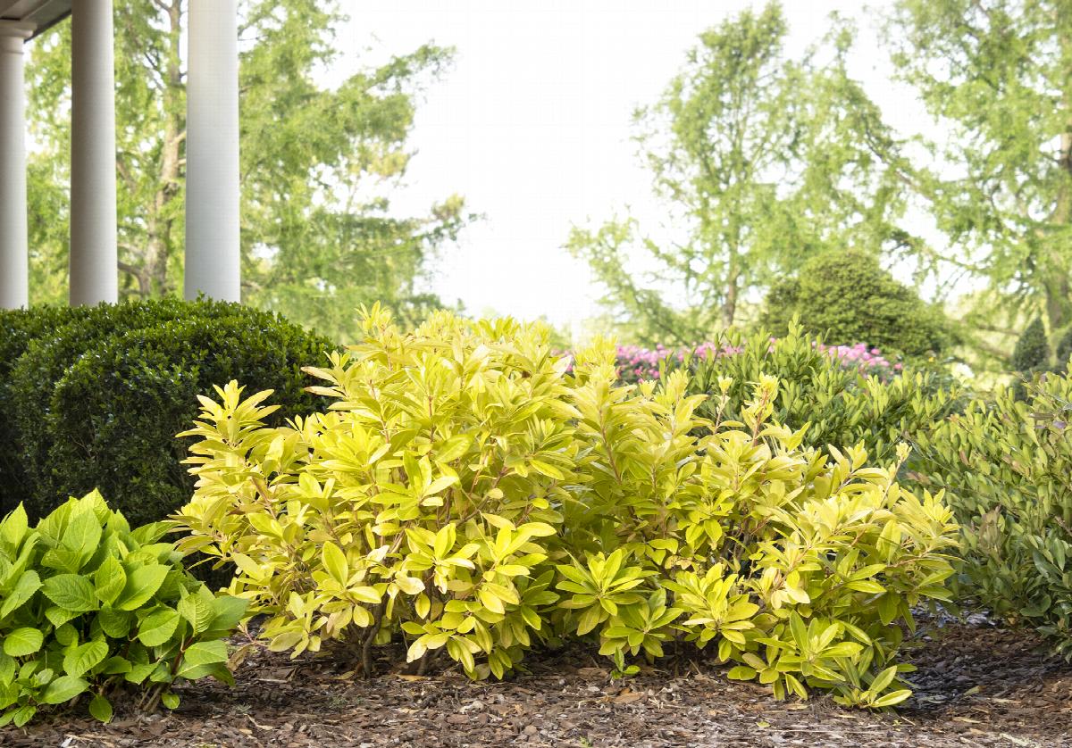 Florida Sunshine Illicium