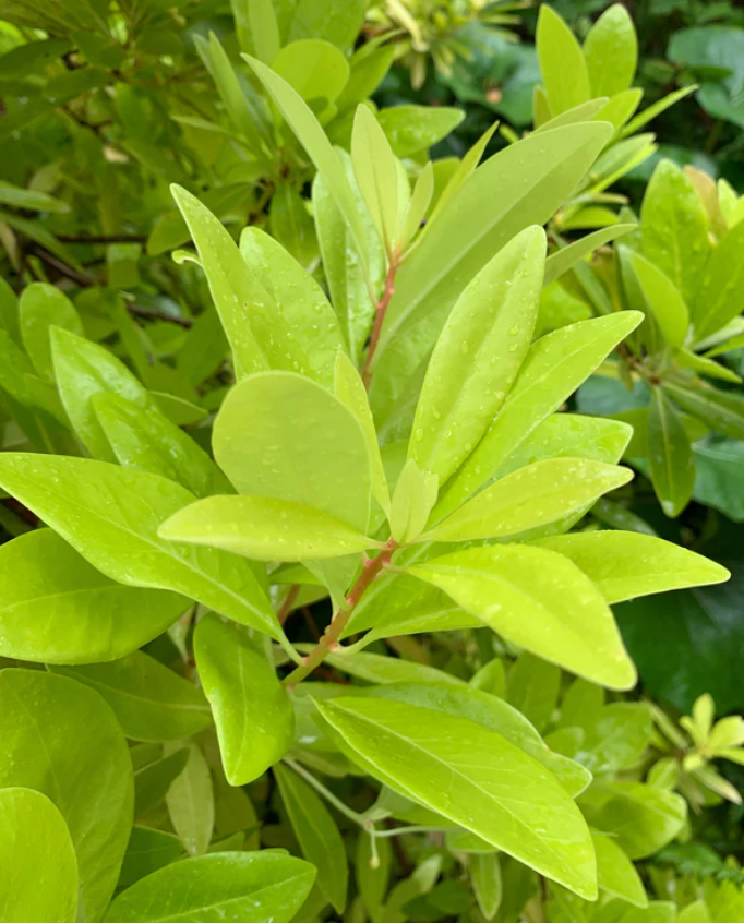 Florida Sunshine Illicium