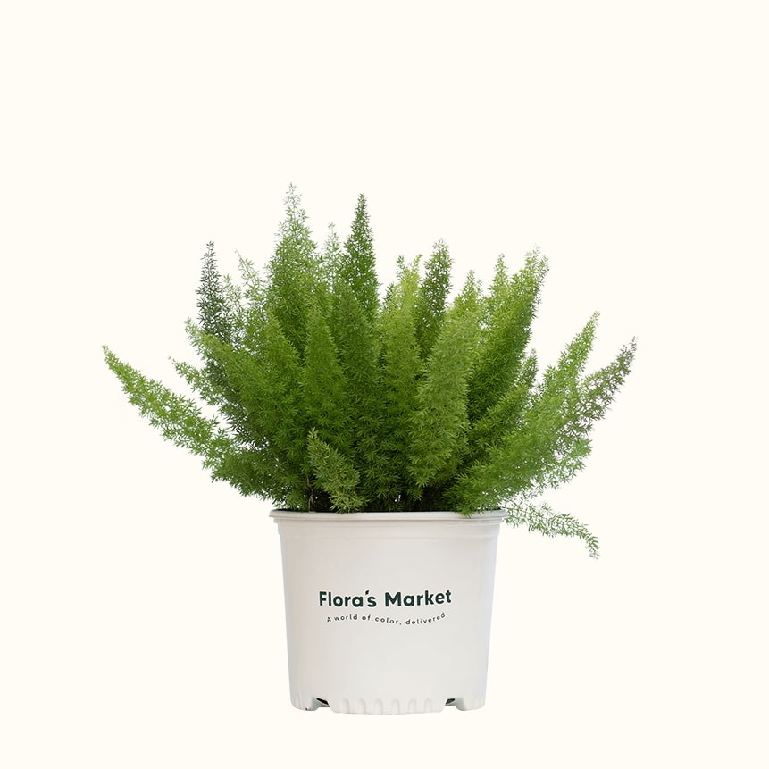 Myers Foxtail Fern