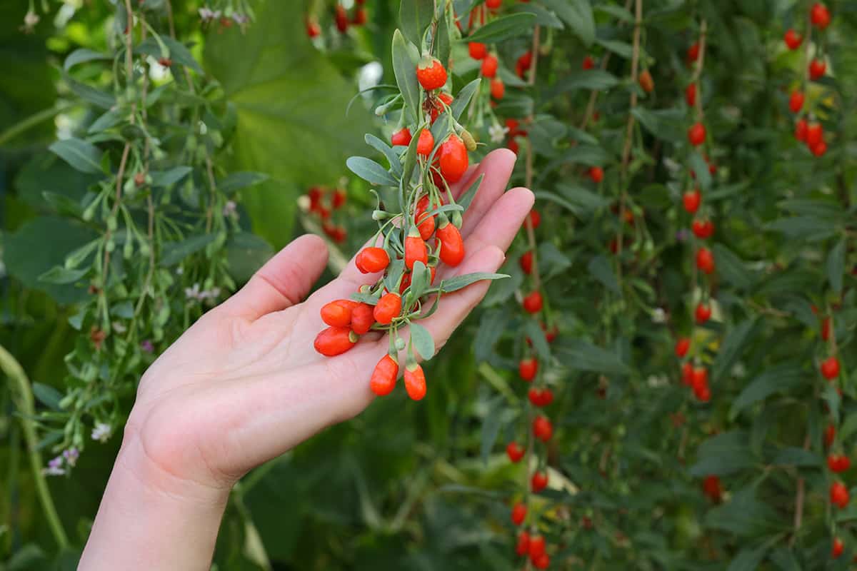 Goji Berry Bush