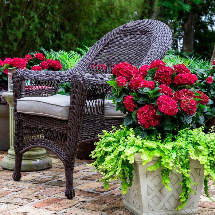 Heart Throb Hydrangea