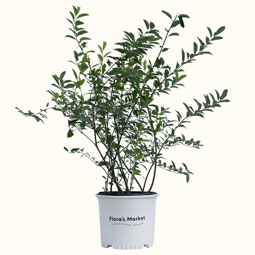 Henry's Garnet Virginia Sweetspire