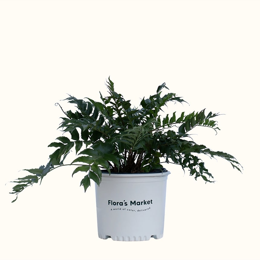 japanese holly fern indoor plant Japanese Holly Fern