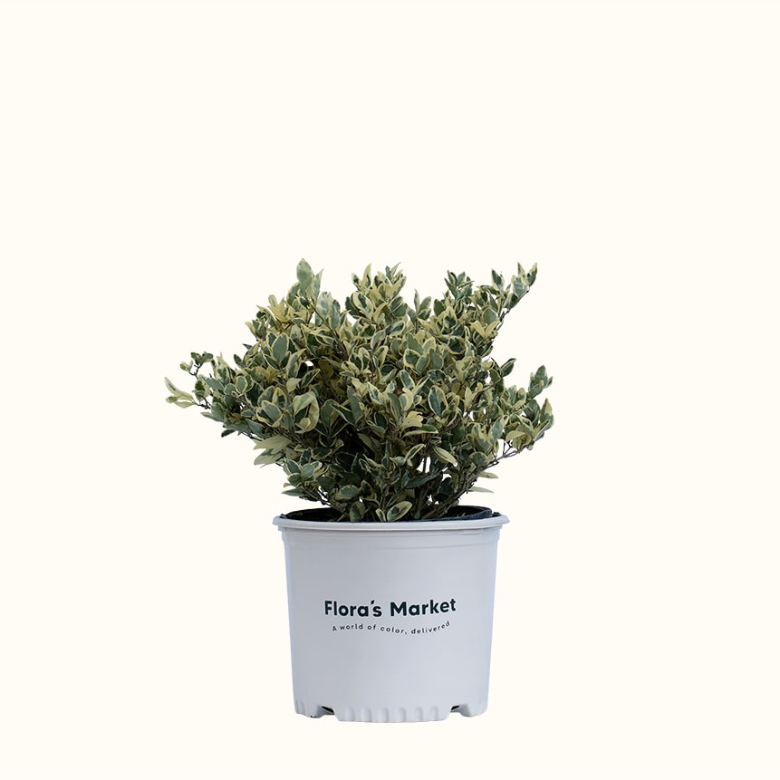 Jack Frost Ligustrum