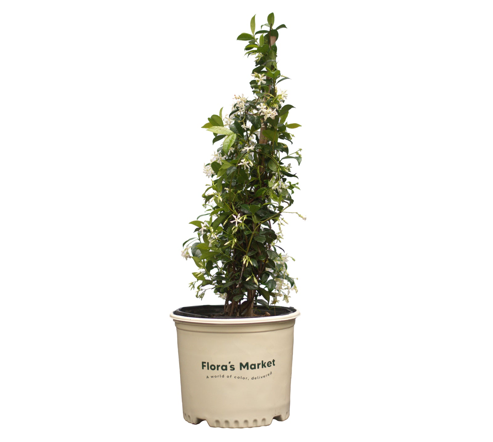 Confederate Jasmine