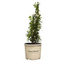 Confederate Jasmine