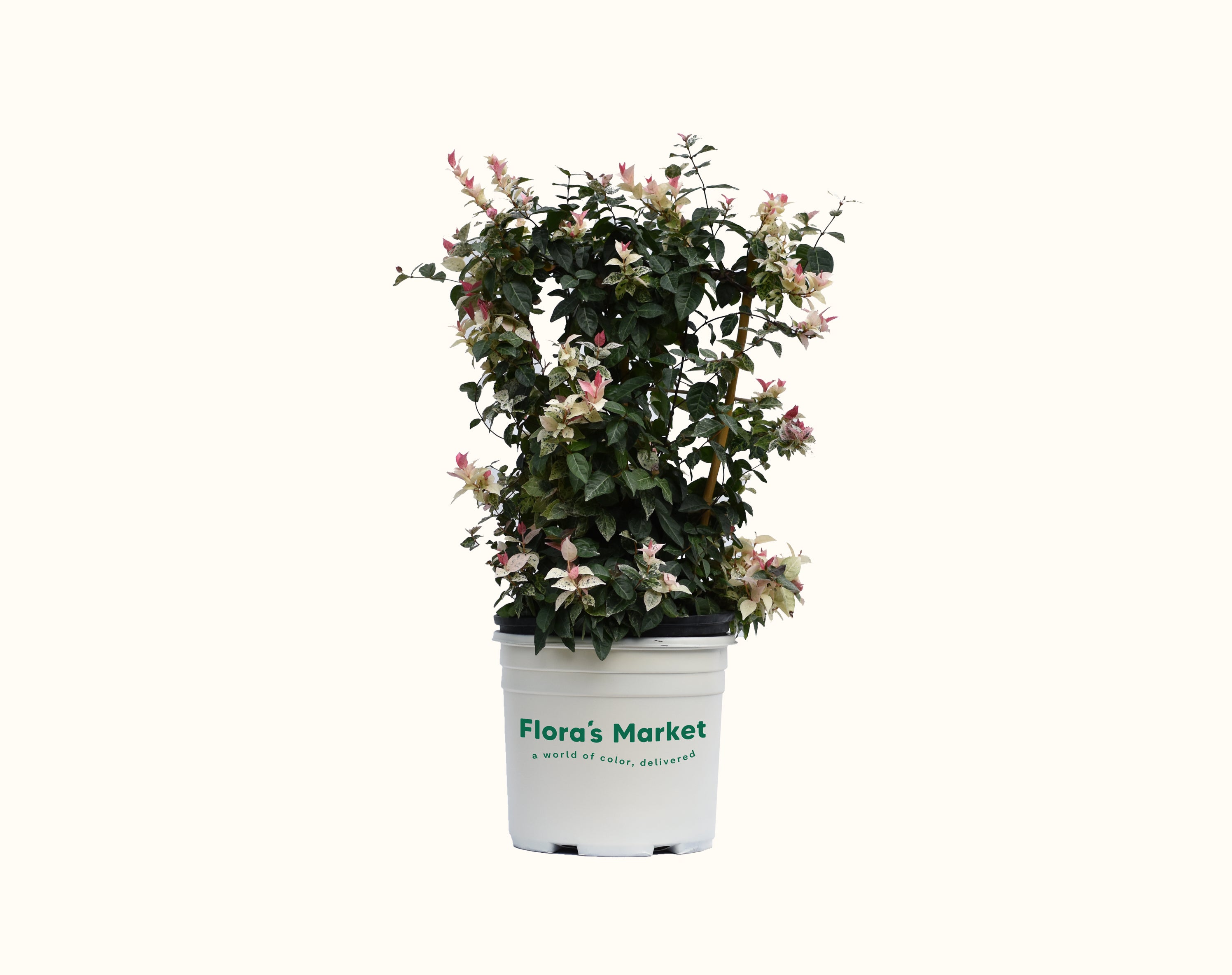 Snow N' Summer Asiatic Jasmine