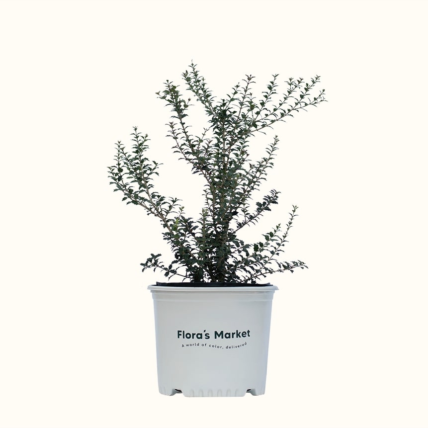 Kaori Hime Dwarf Tea Olive