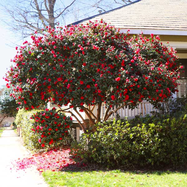 Kramer's Supreme Camellia