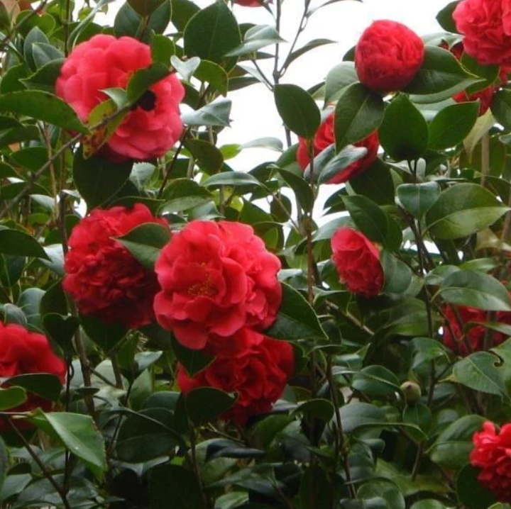 Kramer's Supreme Camellia