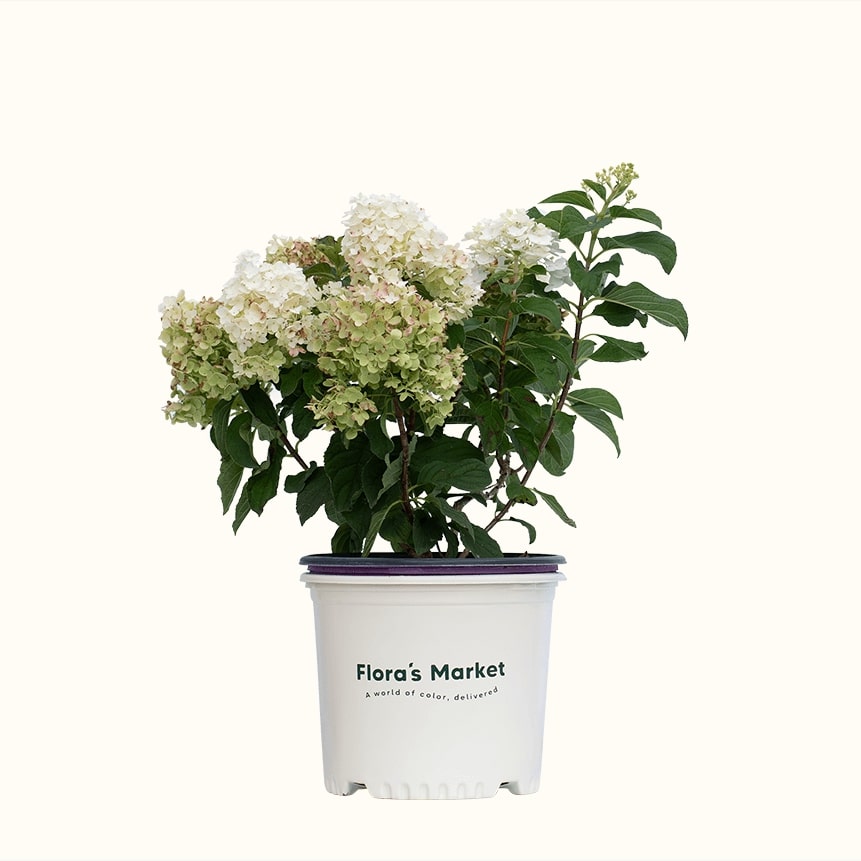 Little Hottie Hydrangea