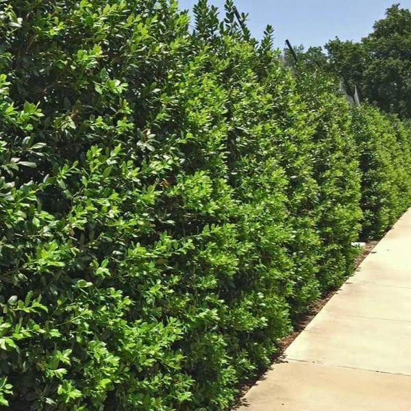 Needlepoint Chinese Holly