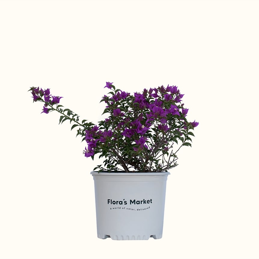 New River Bougainvillea