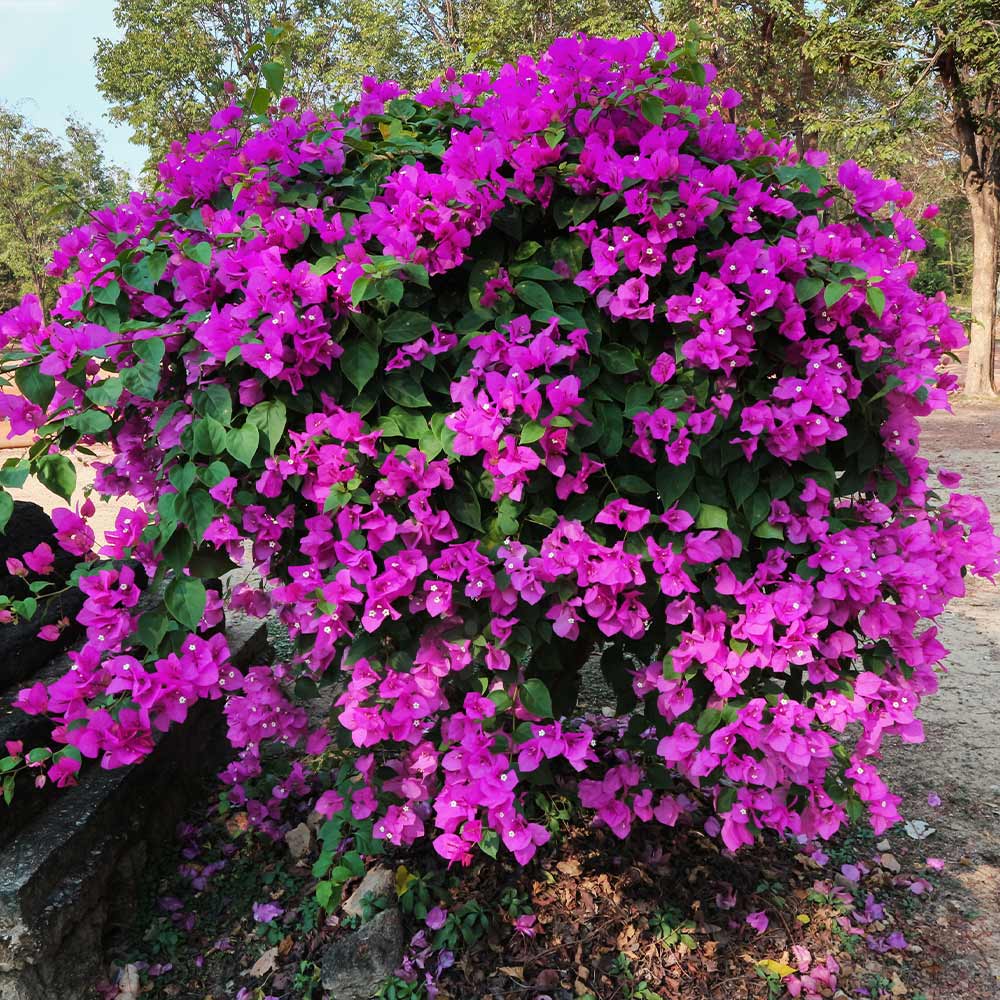 New River Bougainvillea