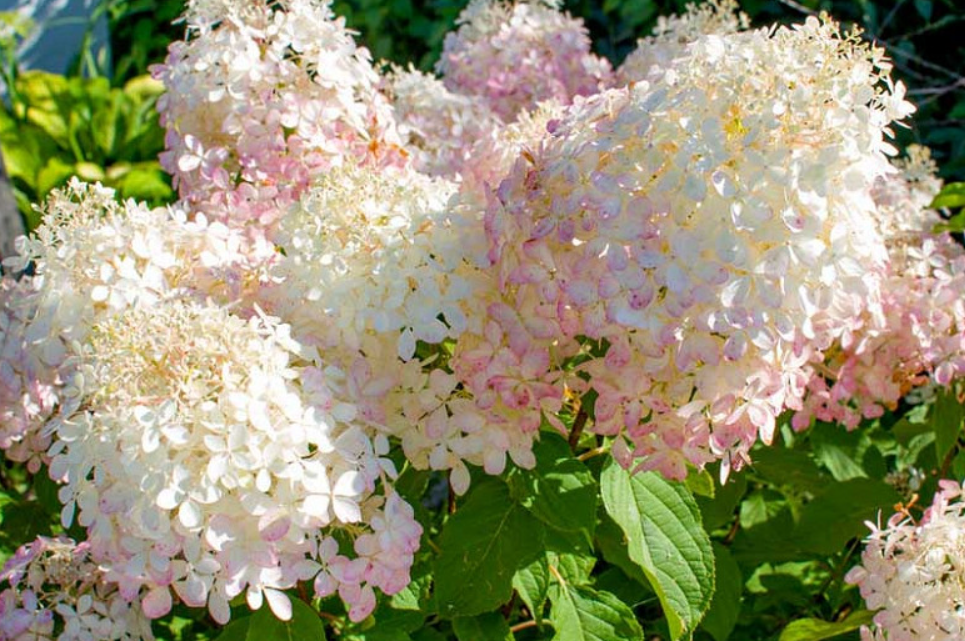 Phantom Hydrangea