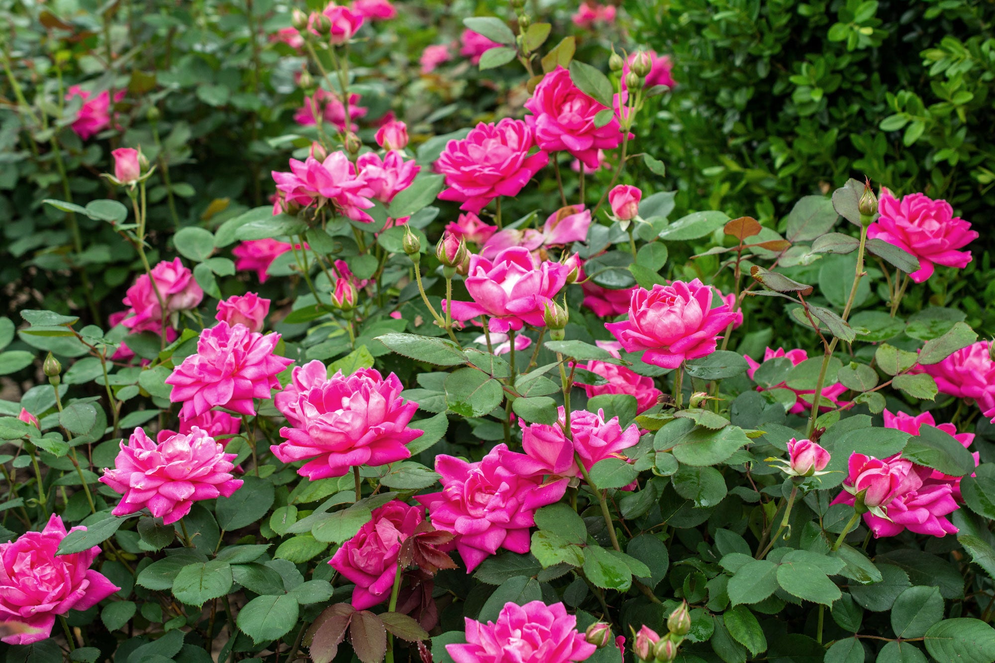 Pink Double Knockout Rose