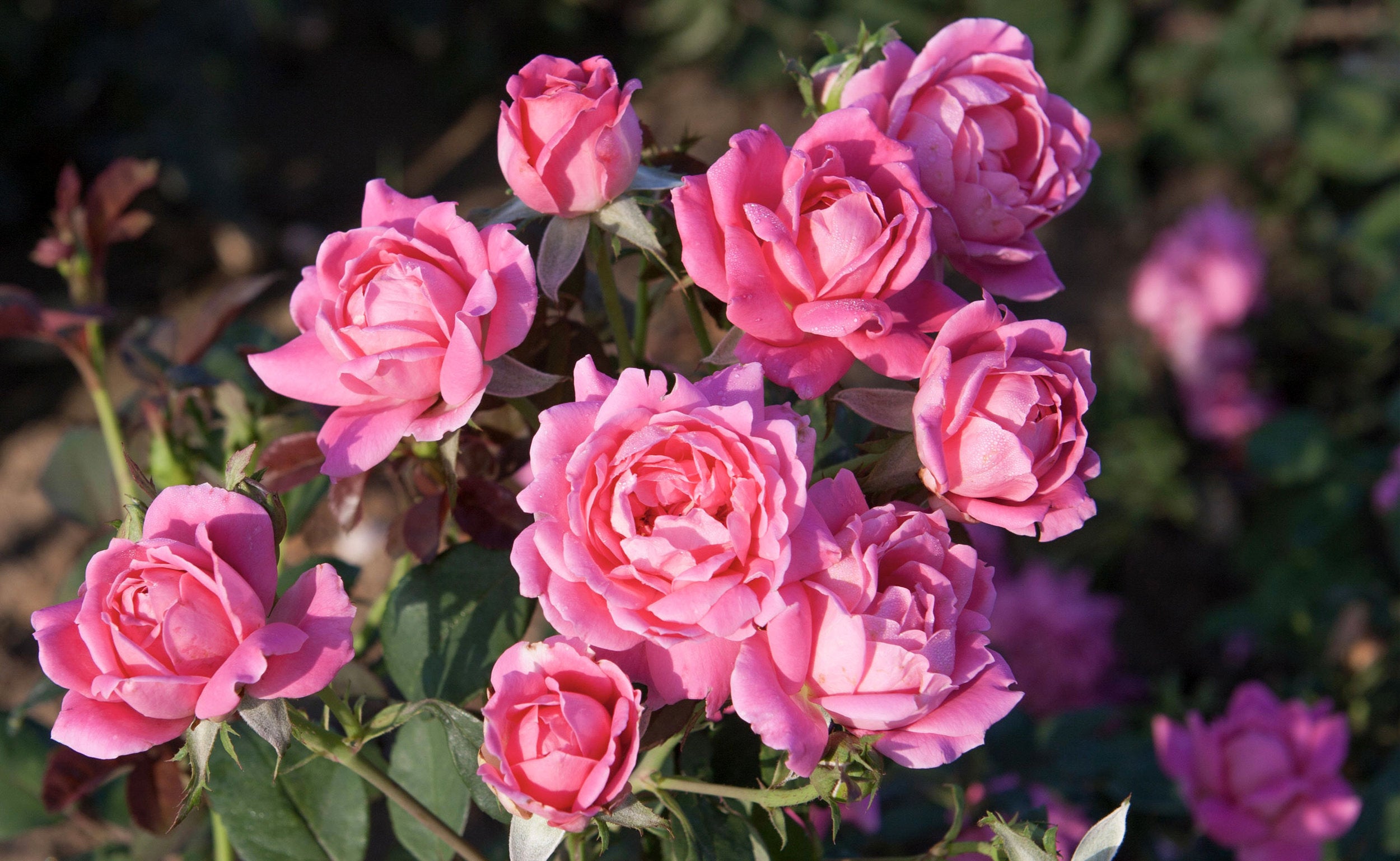 Pink Double Knockout Rose