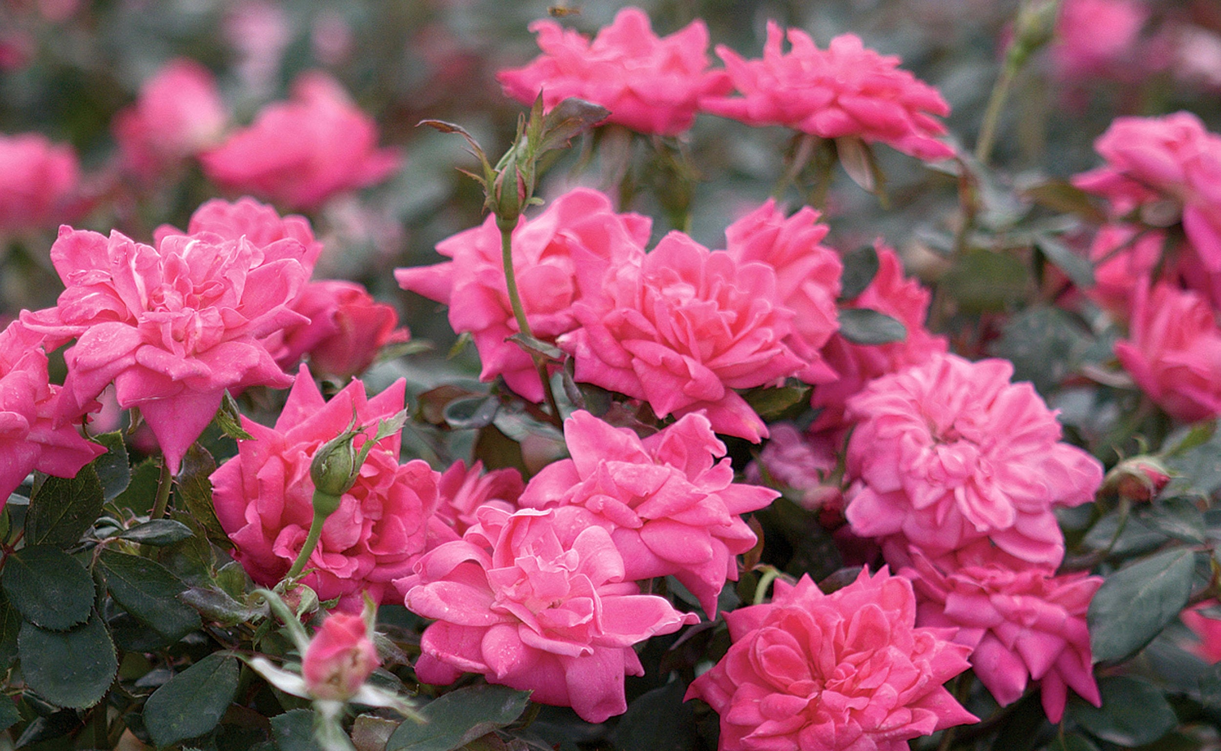 Pink Double Knockout Rose