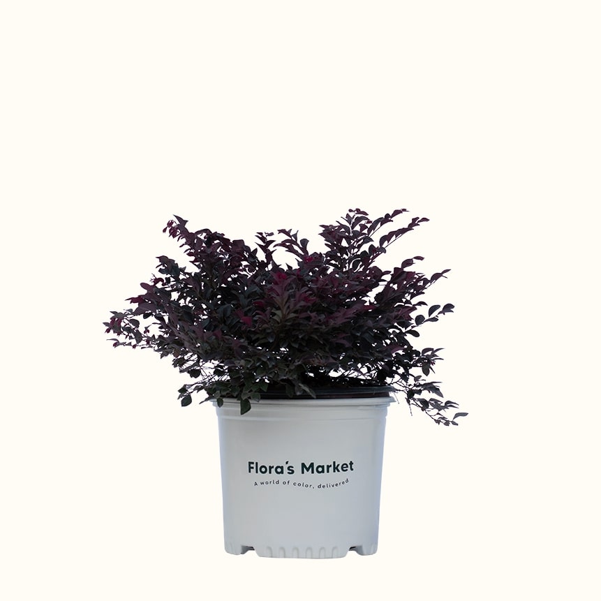 Purple Daydream Loropetalum