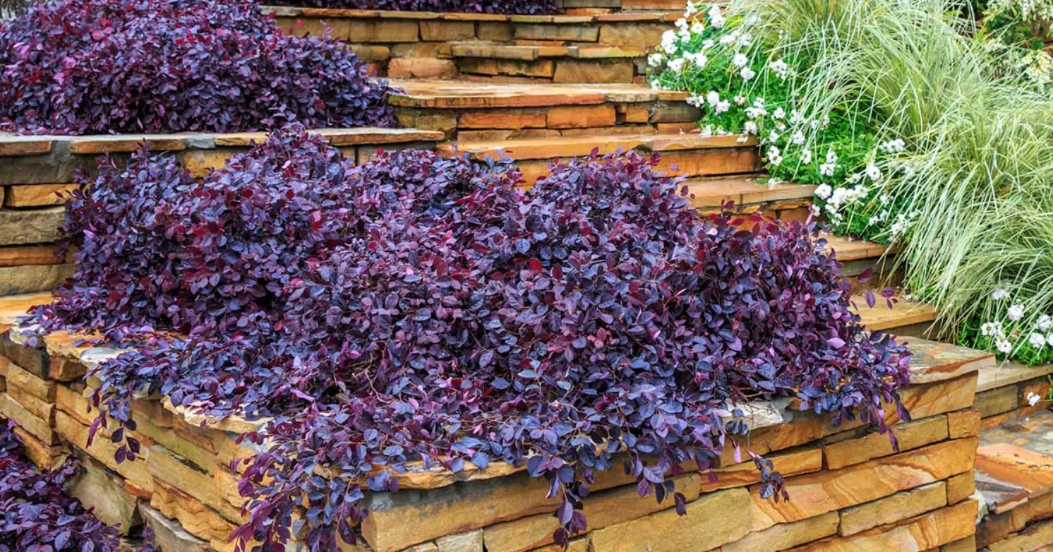 Purple Pixie Loropetalum