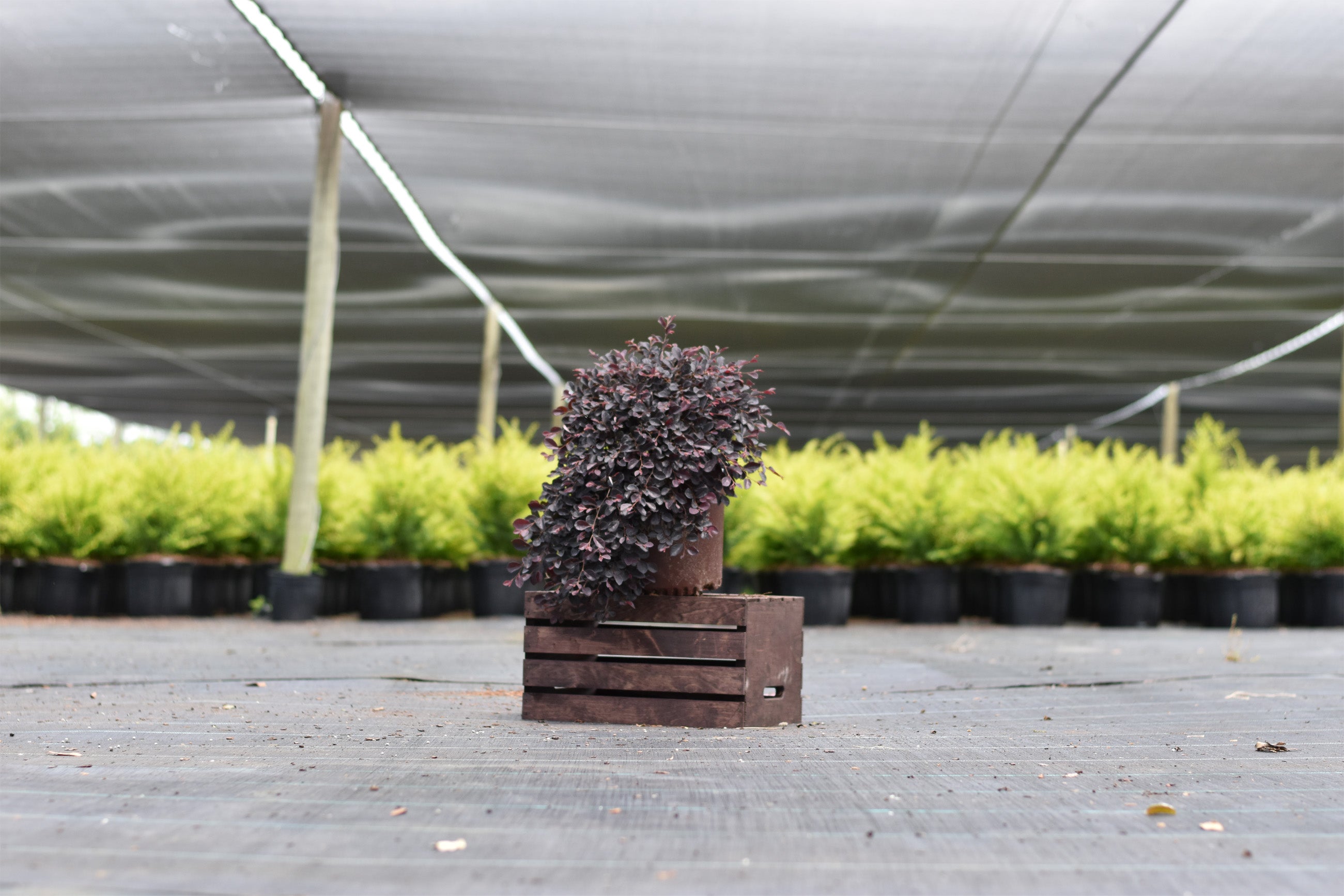 Purple Pixie Loropetalum