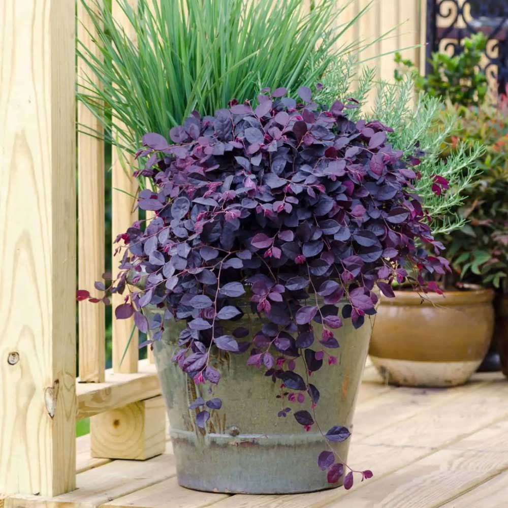 Purple Pixie Loropetalum