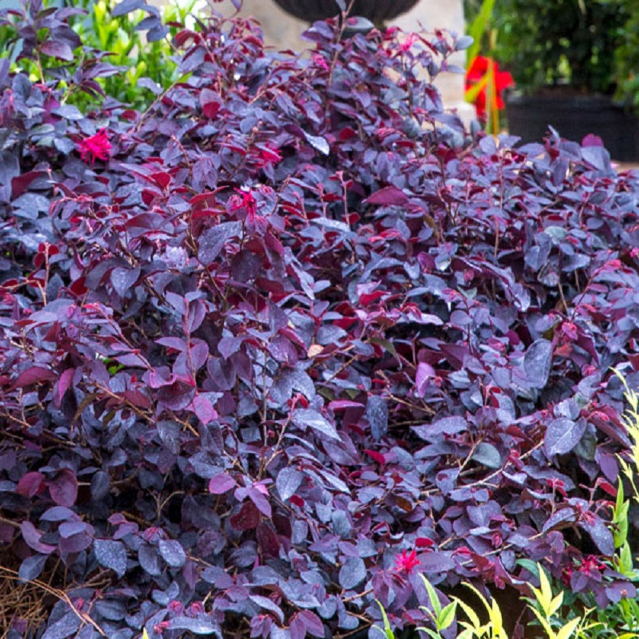 Red Diamond Loropetalum