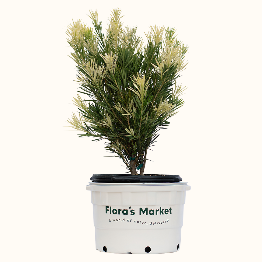 Roman Candle Podocarpus