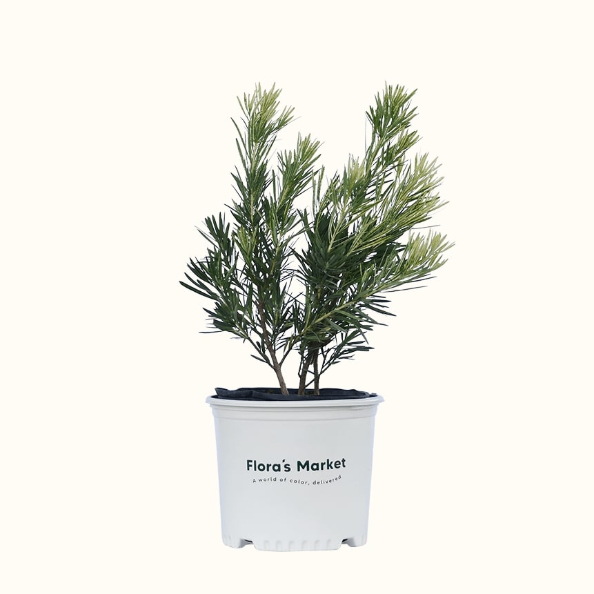 Roman Candle Podocarpus