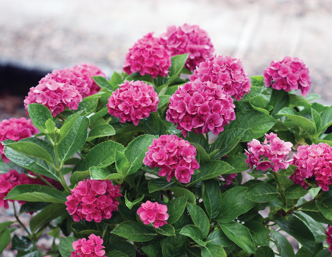 Ruby Blossom Hydrangea