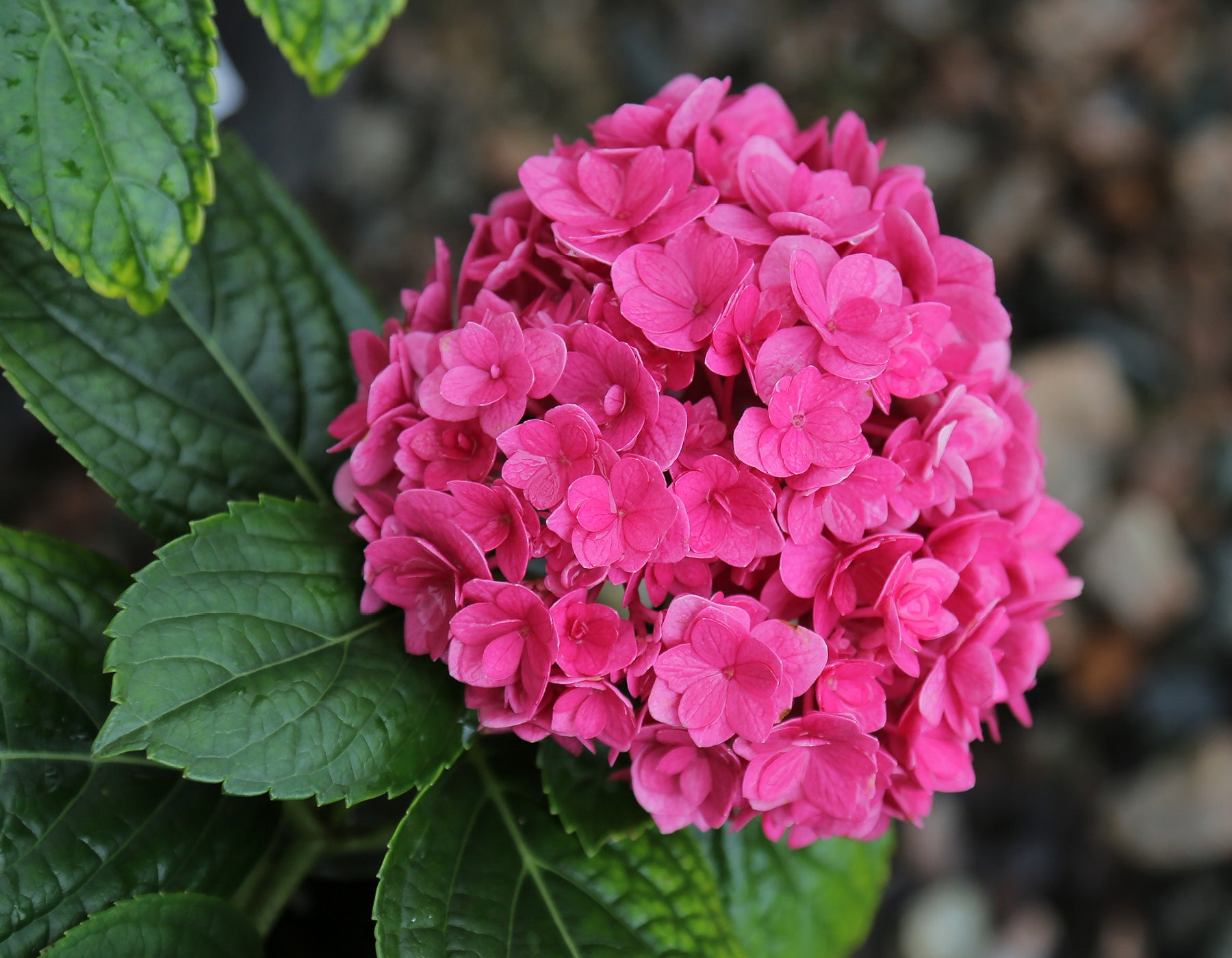 Ruby Blossom Hydrangea