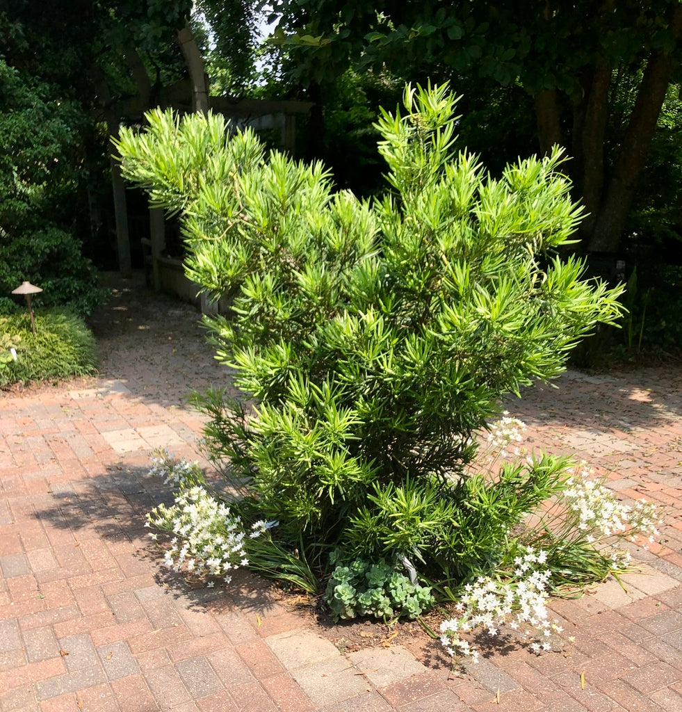 Shrubby Yew Podocarpus