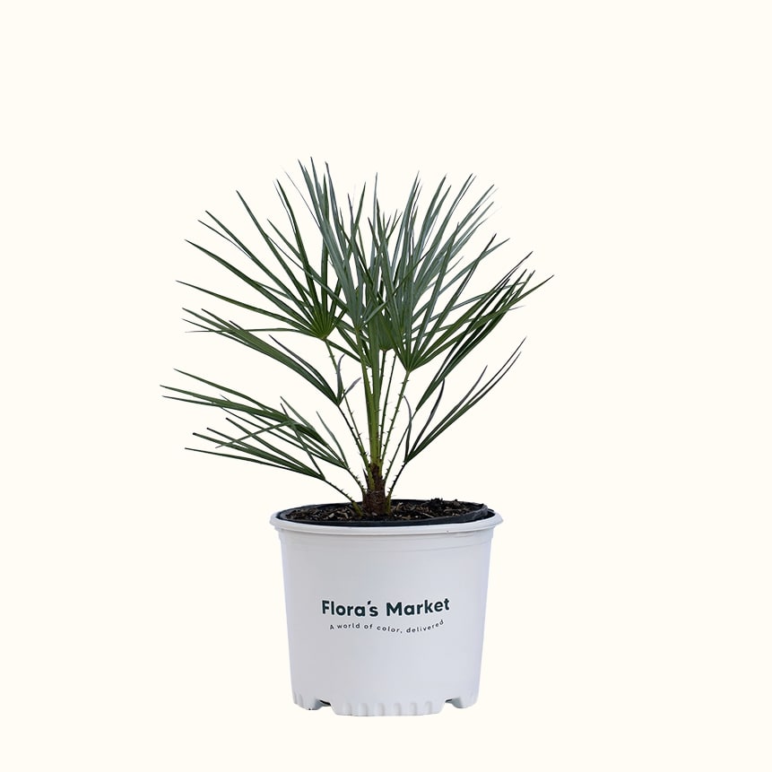 Silver European Fan Palm