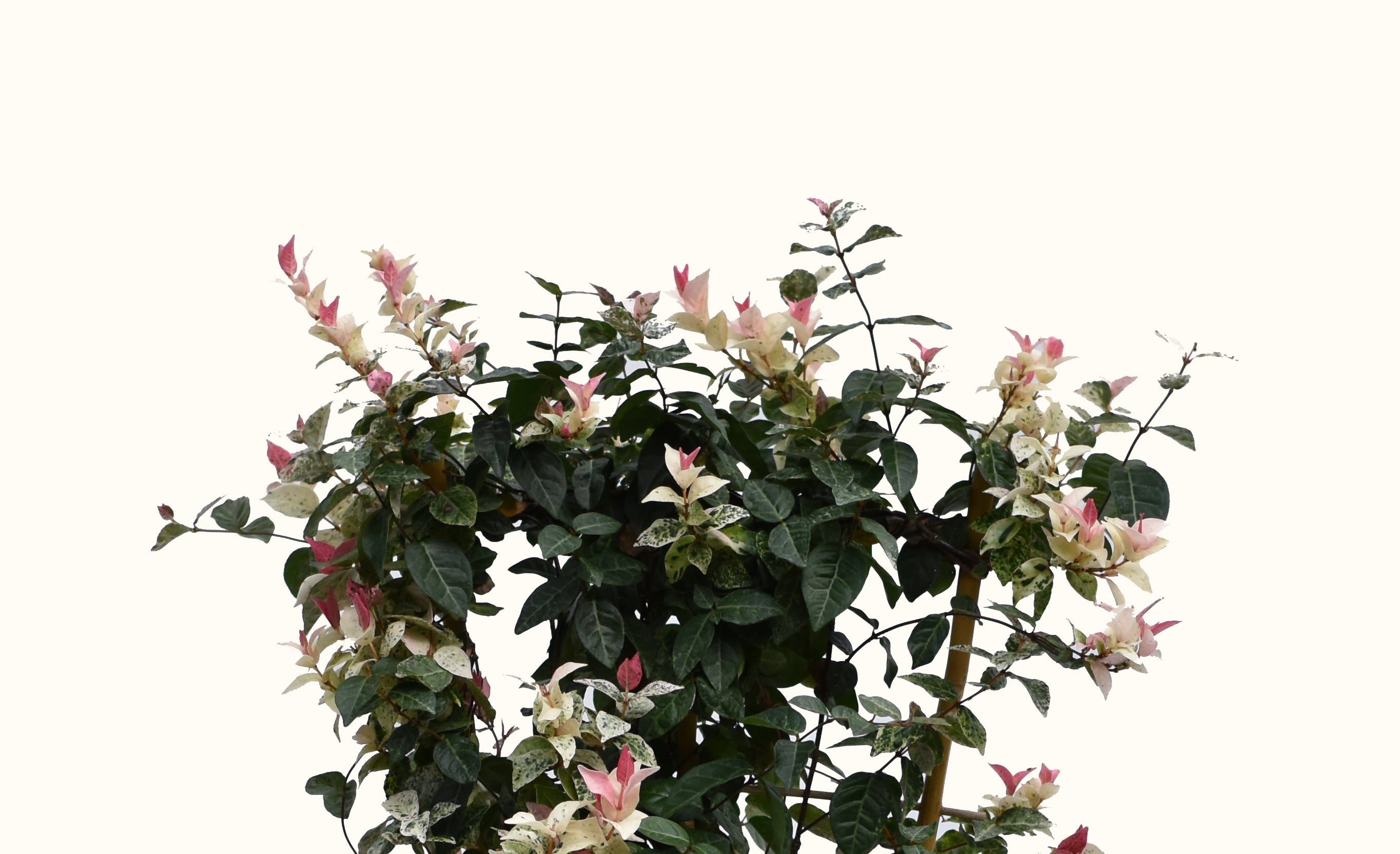 Snow N' Summer Asiatic Jasmine