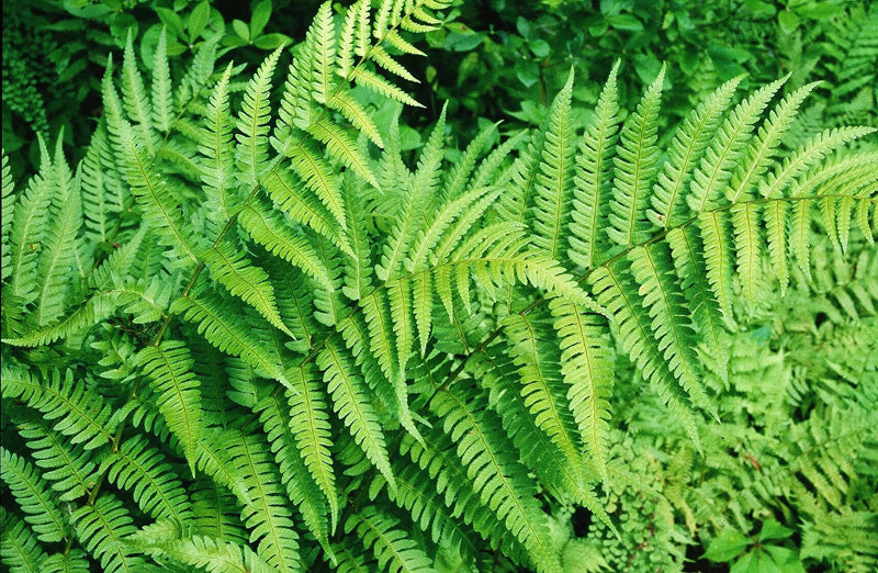 Southern Wood Fern
