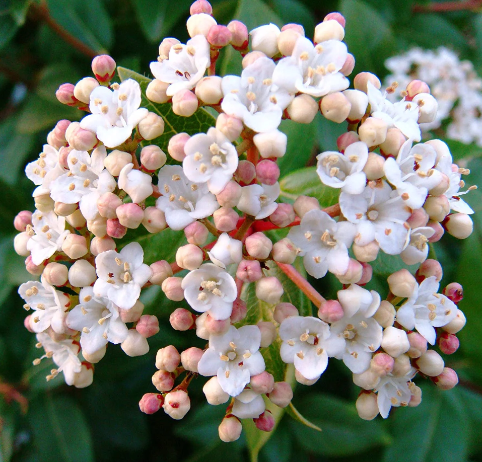 Spring Bouquet Viburnum