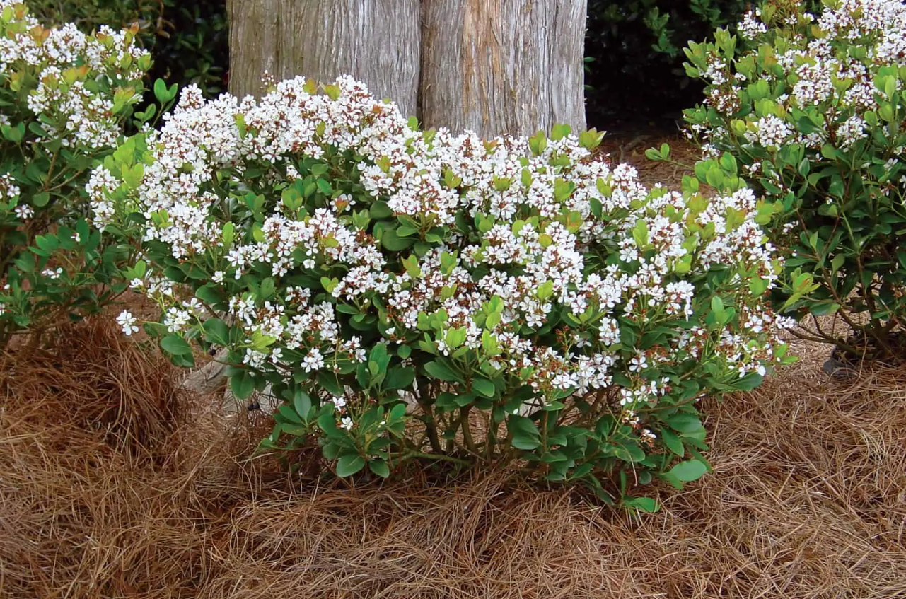 Spring Sonata Indian Hawthorne