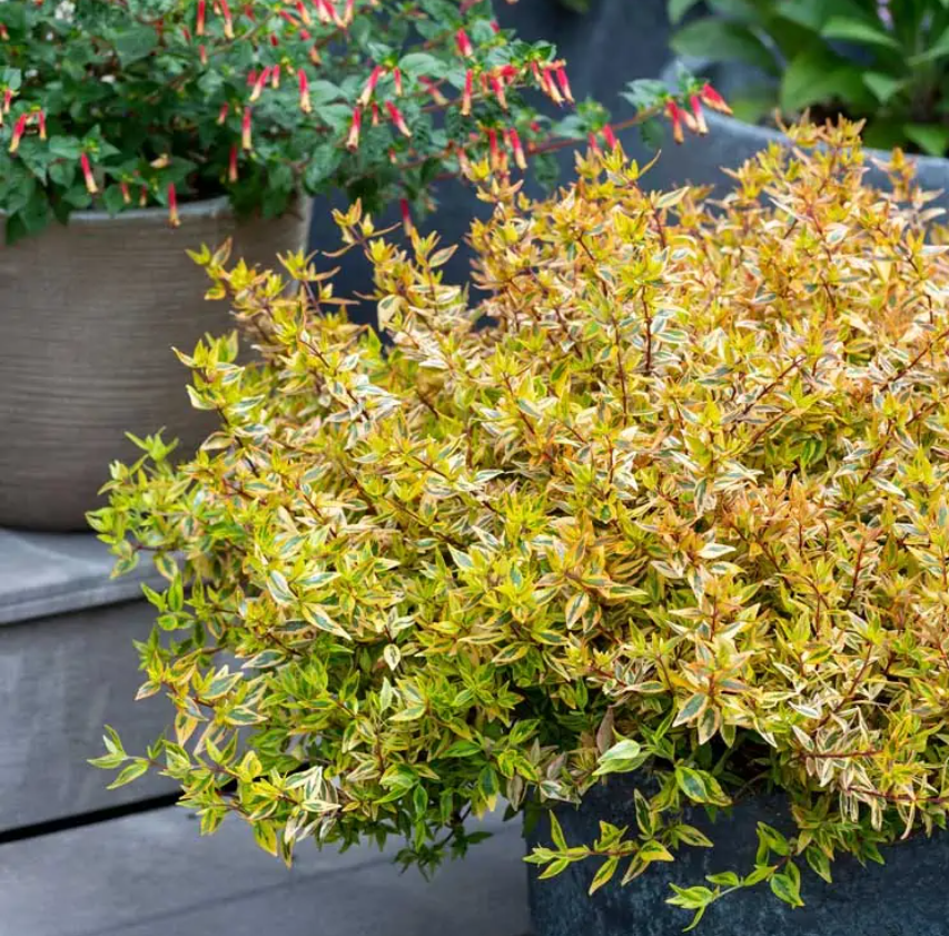 Suntastic Peach Abelia
