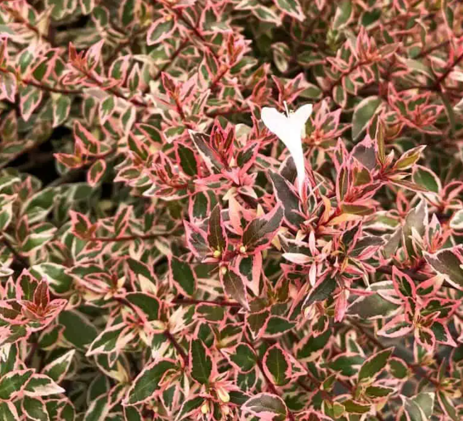 Suntastic Pink Abelia