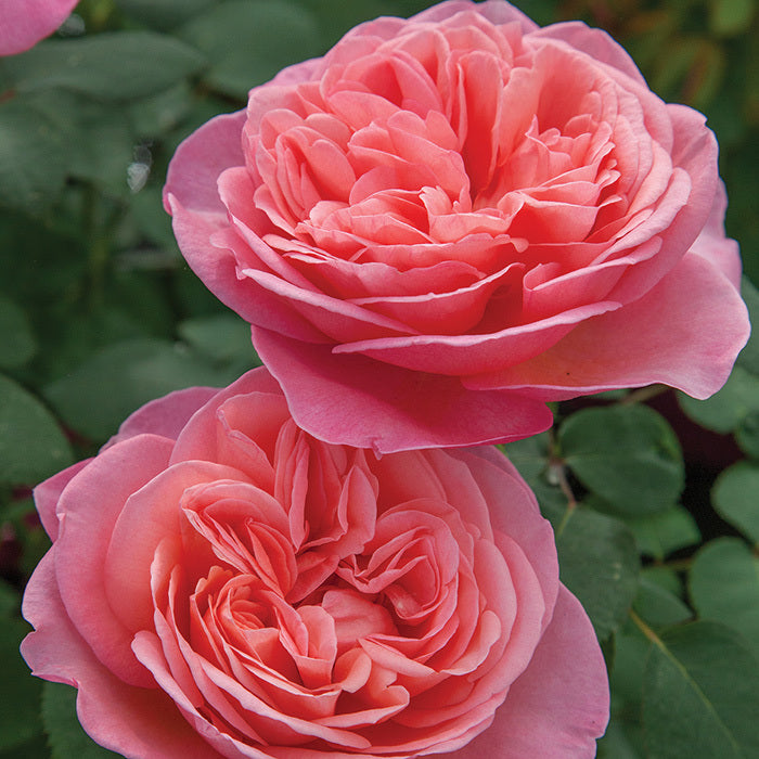 Sweet Mademoiselle Rose