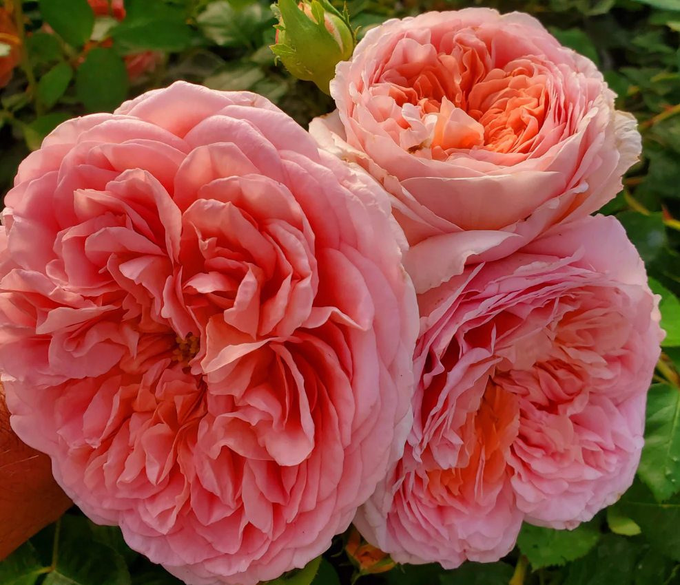 Sweet Mademoiselle Rose