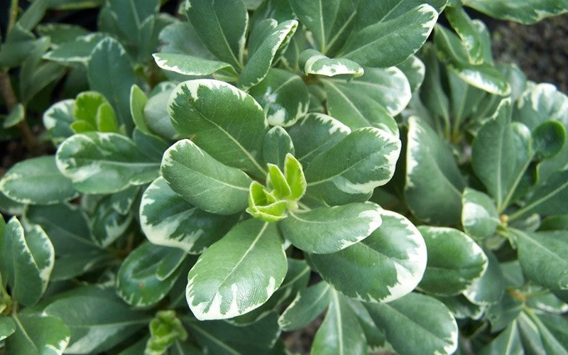 Variegated Pittosporum
