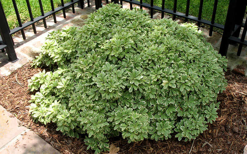Variegated Pittosporum