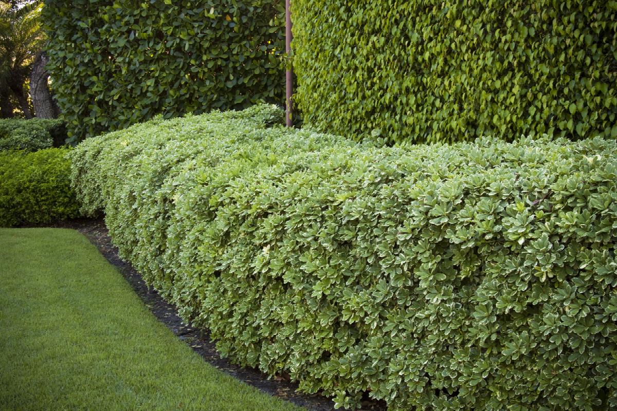 Variegated Pittosporum